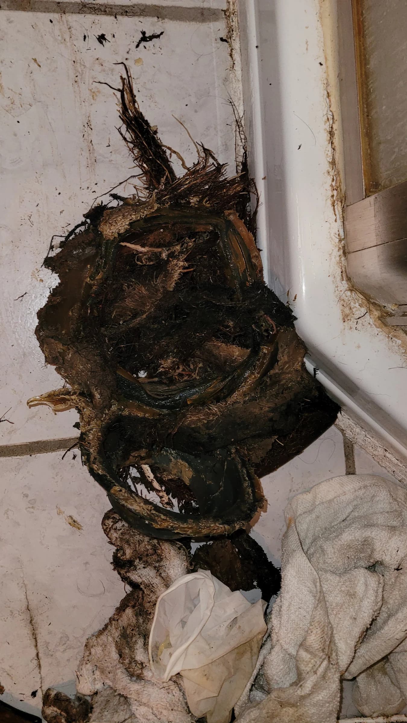 Roots pulled from a line through a toilet flange. This is why a drain that was snaked last spring is blocked again.
